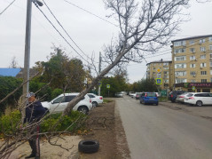 29.10.2025 спасатели Службы спасения  г. Краснодара убрали аварийное дерево с проводов ЛЭП в поселке Пашковский на  улице  Карасунской.